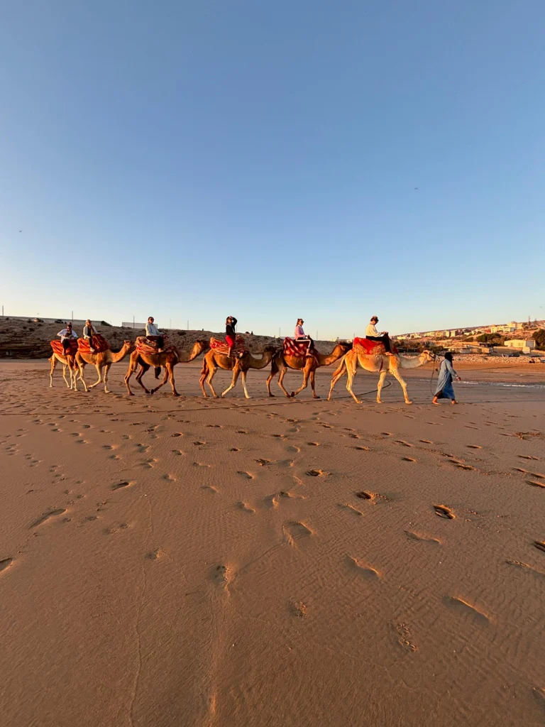Camel Riding Taghazout Agadir morocco