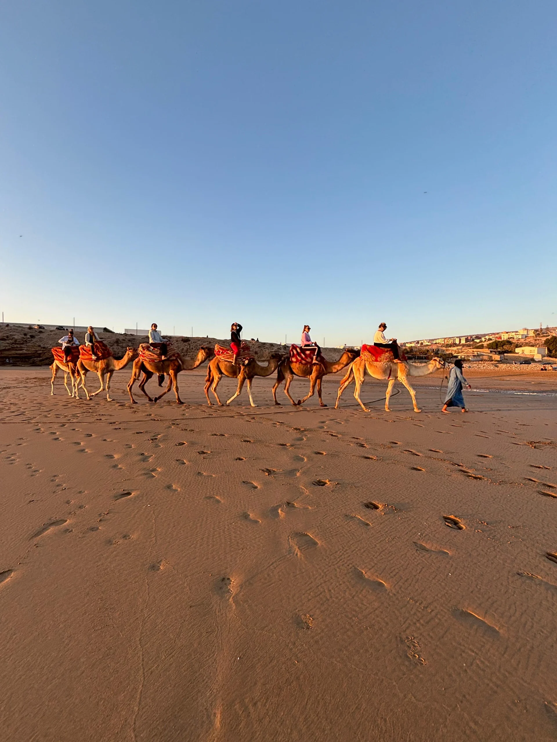 Camel riding sunset experience in Taghazout, Agadir