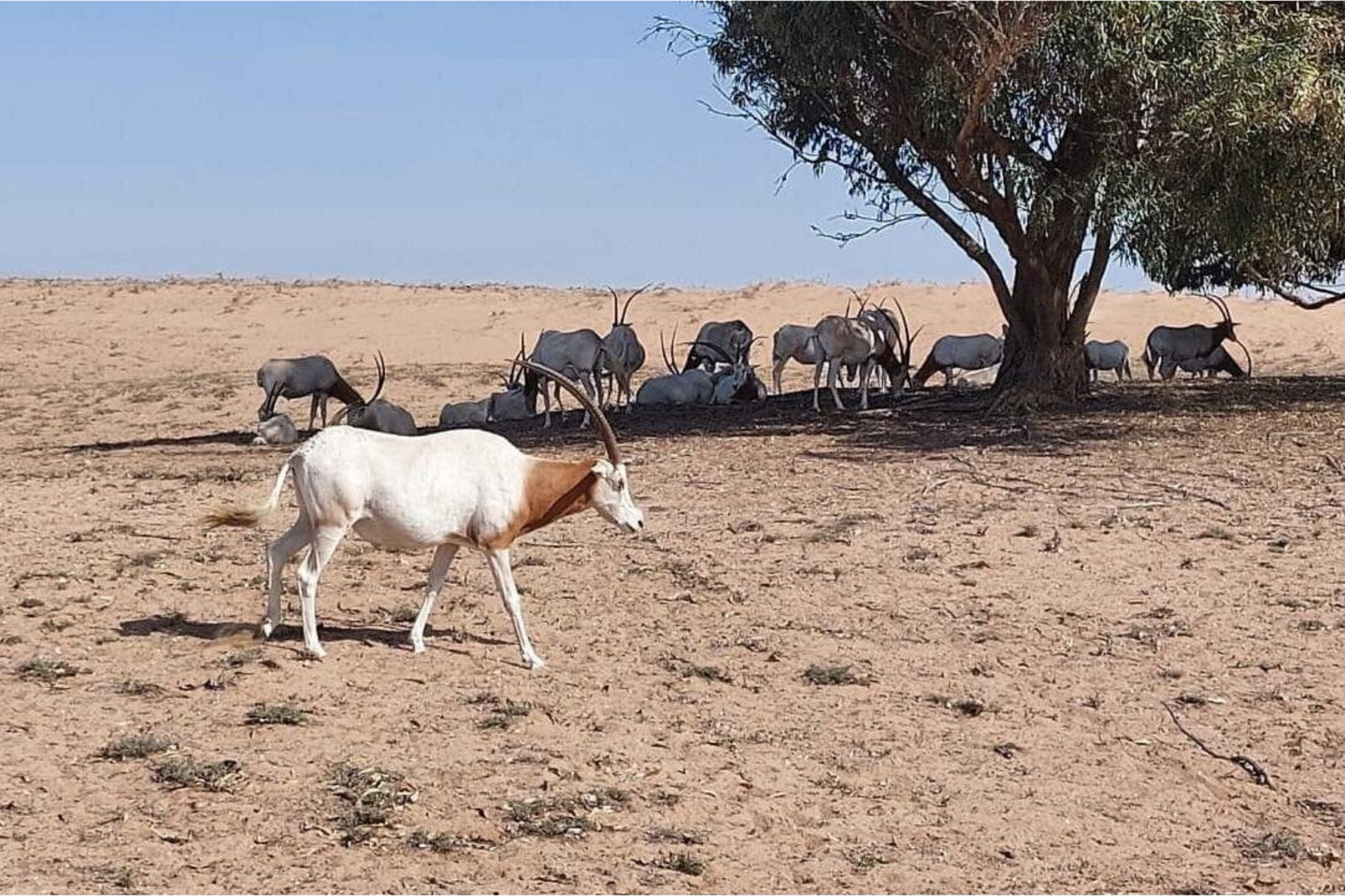 Souss-Massa National Park day trip from Agadir and Taghazout — oryx, gazelles and rare birds Morocco